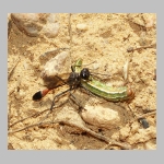 Ammophila sabulosa - Sandwespe 02g 19mm mit Forleulen-Raupe - Panolis flammea.jpg
